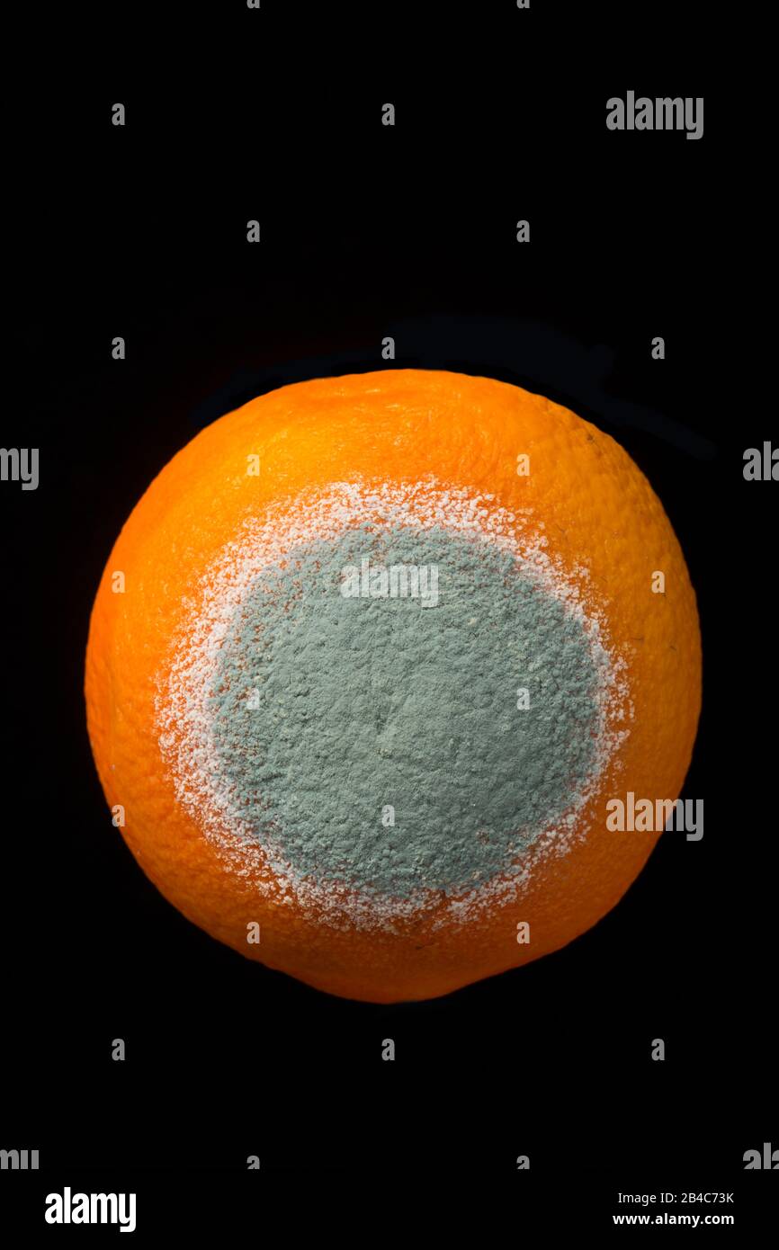 Mould growing in a circular pattern on an orange that has been left for weeks in a fridge. Black background. England UK GB Stock Photo