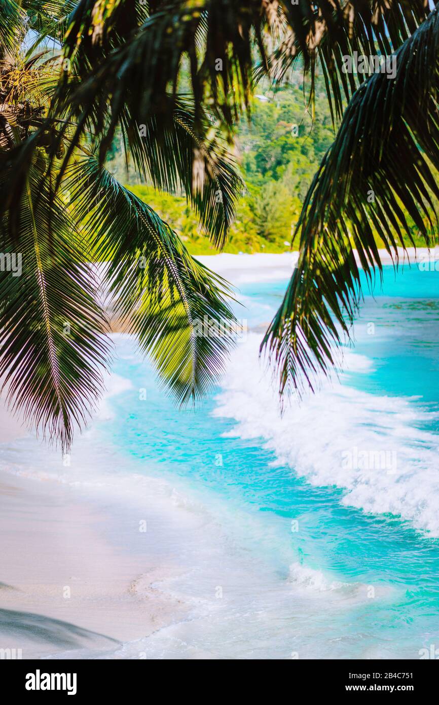 Palm tree leaves on beautiful tropical paradise Anse intendance beach. Ocean wave roll on sandy beach with coconut palm trees. Mahe, Seychelles. Stock Photo
