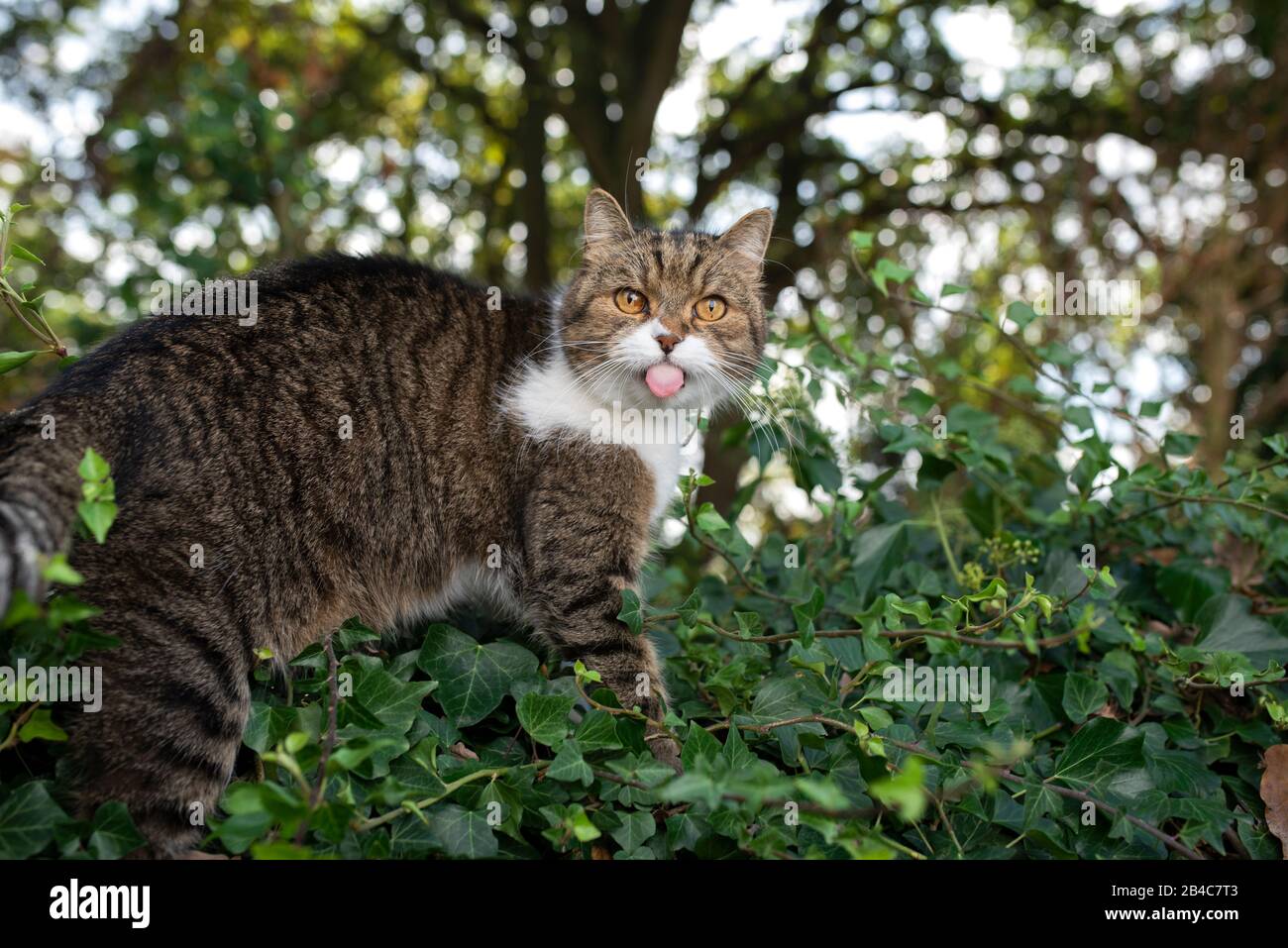 side view of a tabby white british shorthair cat standing on wall ...