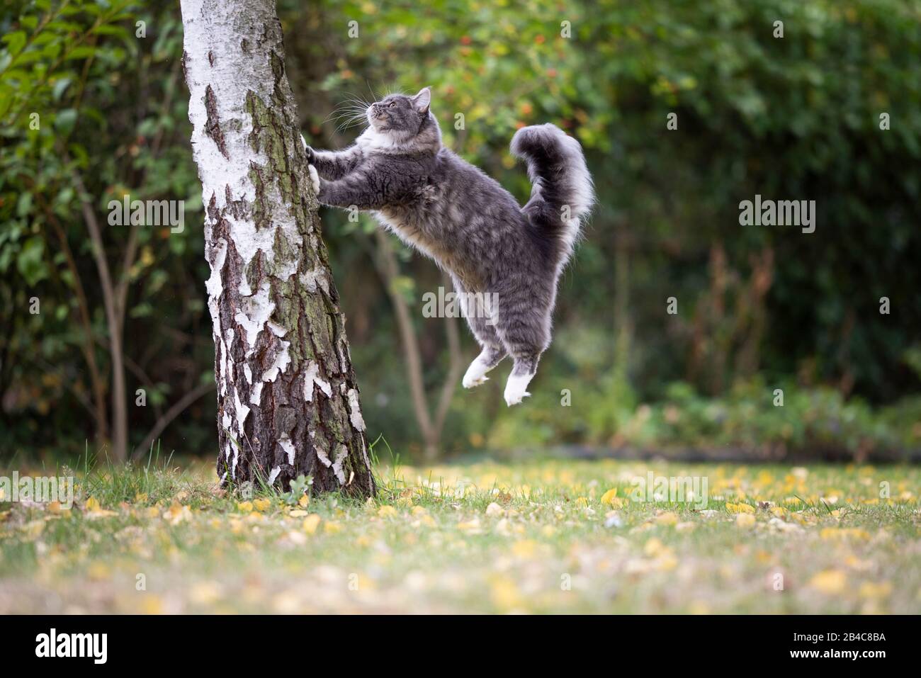 side view of a young blue tabby maine coon cat with fluffy tail jumping