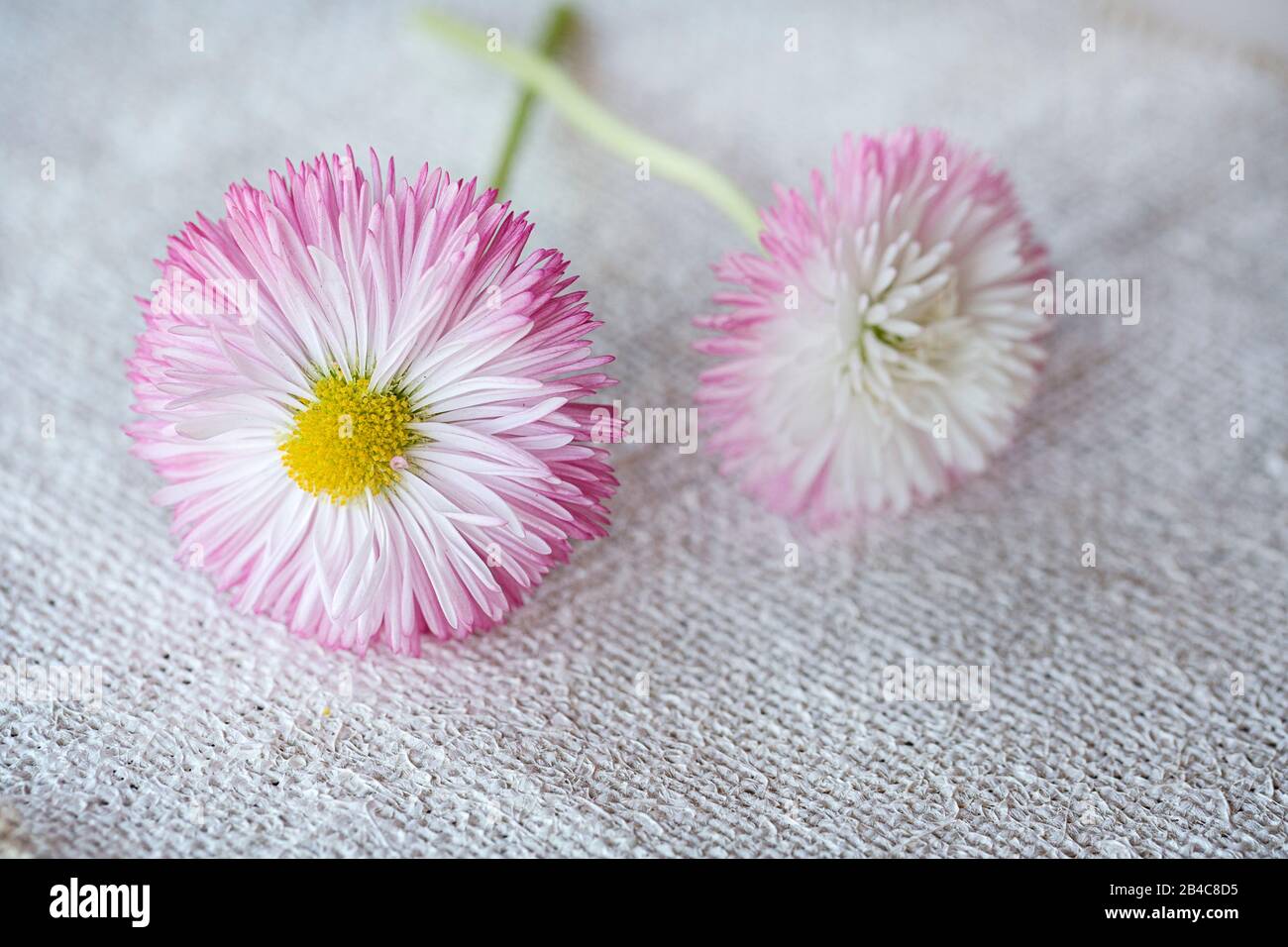 close up of pink daisy flowers on white burlap texture Stock Photo