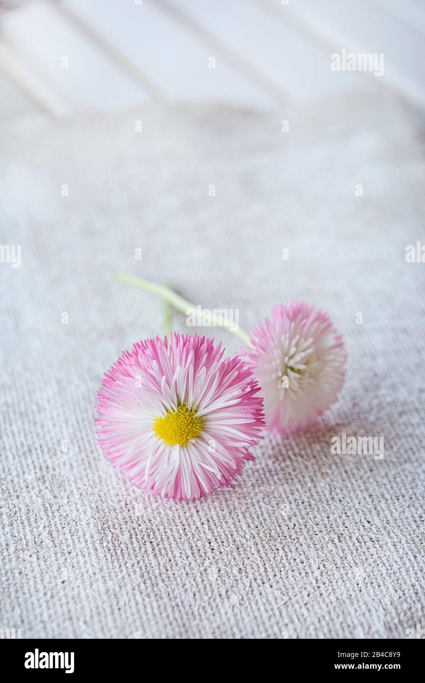 close up of pink daisy flowers on white burlap texture Stock Photo