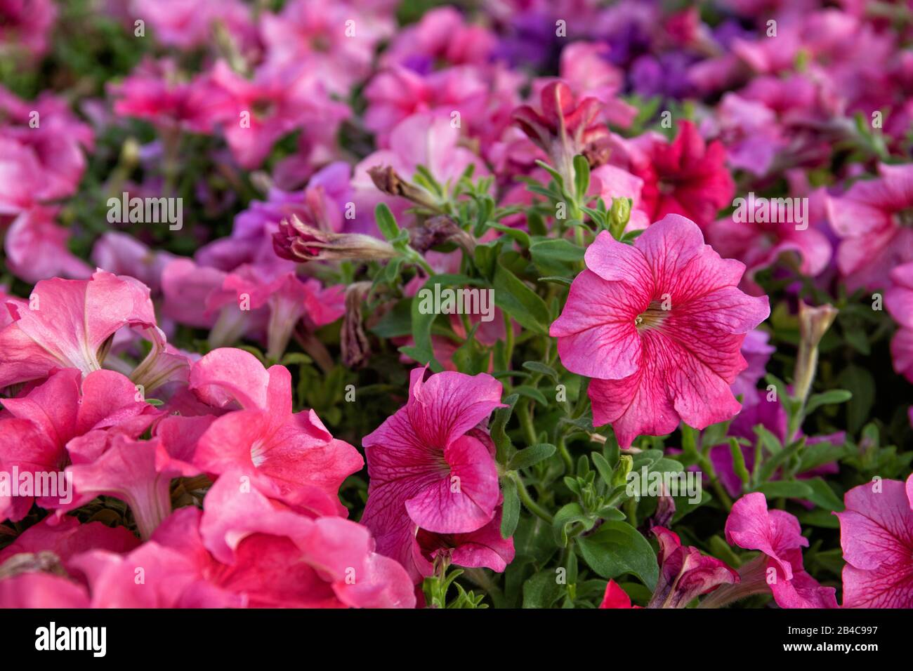 Petunia flower beds hi-res stock photography and images - Alamy
