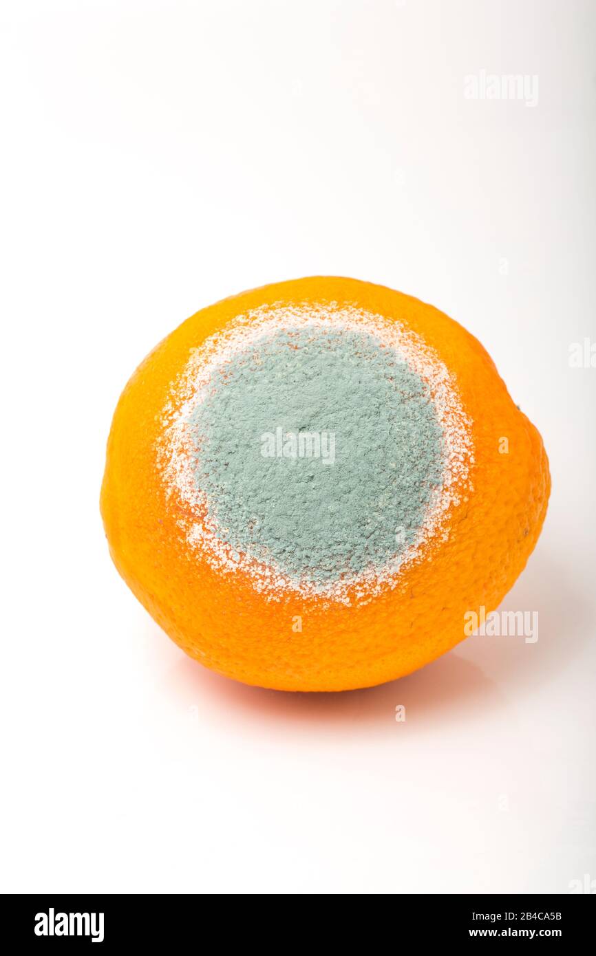 Mould growing in a circular pattern on an orange that has been left for weeks in a fridge. White background. England UK GB Stock Photo