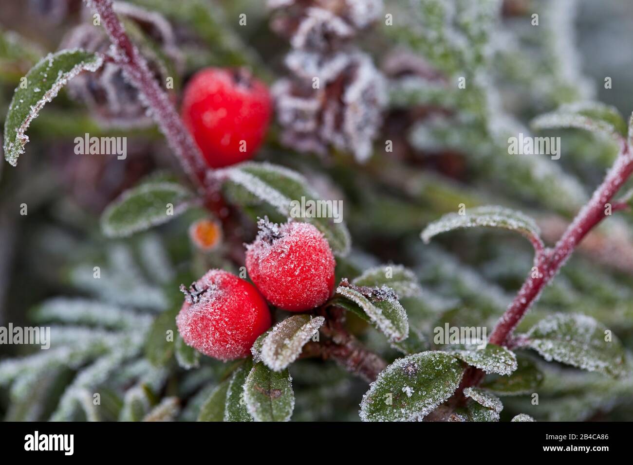 Frosted Branches With Red Berries, Christmas Decor Free Stock Video Footage  Download Clips Industrial