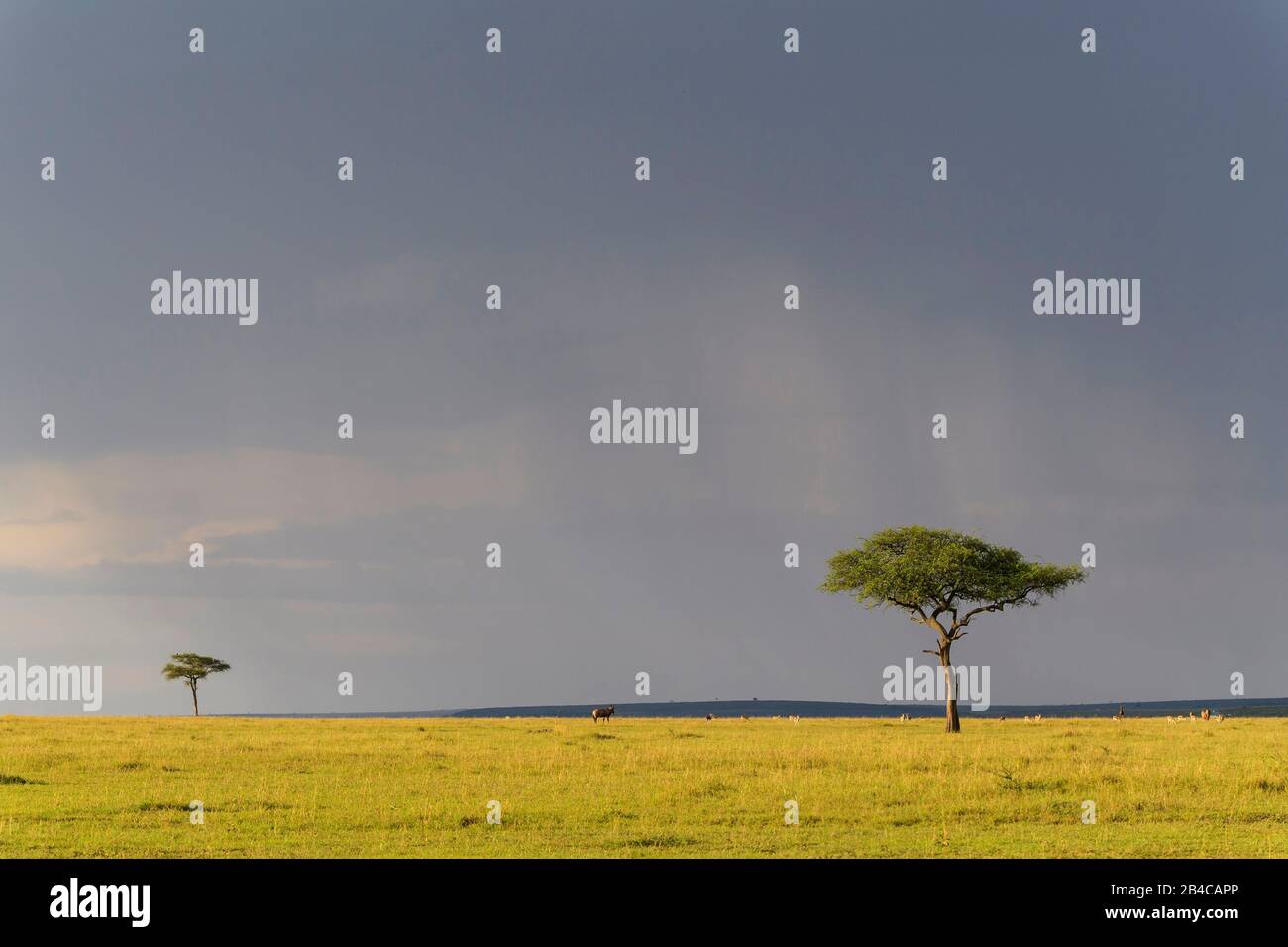 Savannah trees africa hi-res stock photography and images - Alamy