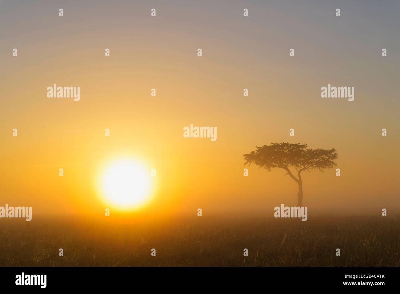 Acacia tree at sunrise with morning mist, Masai Mara National Reserve
