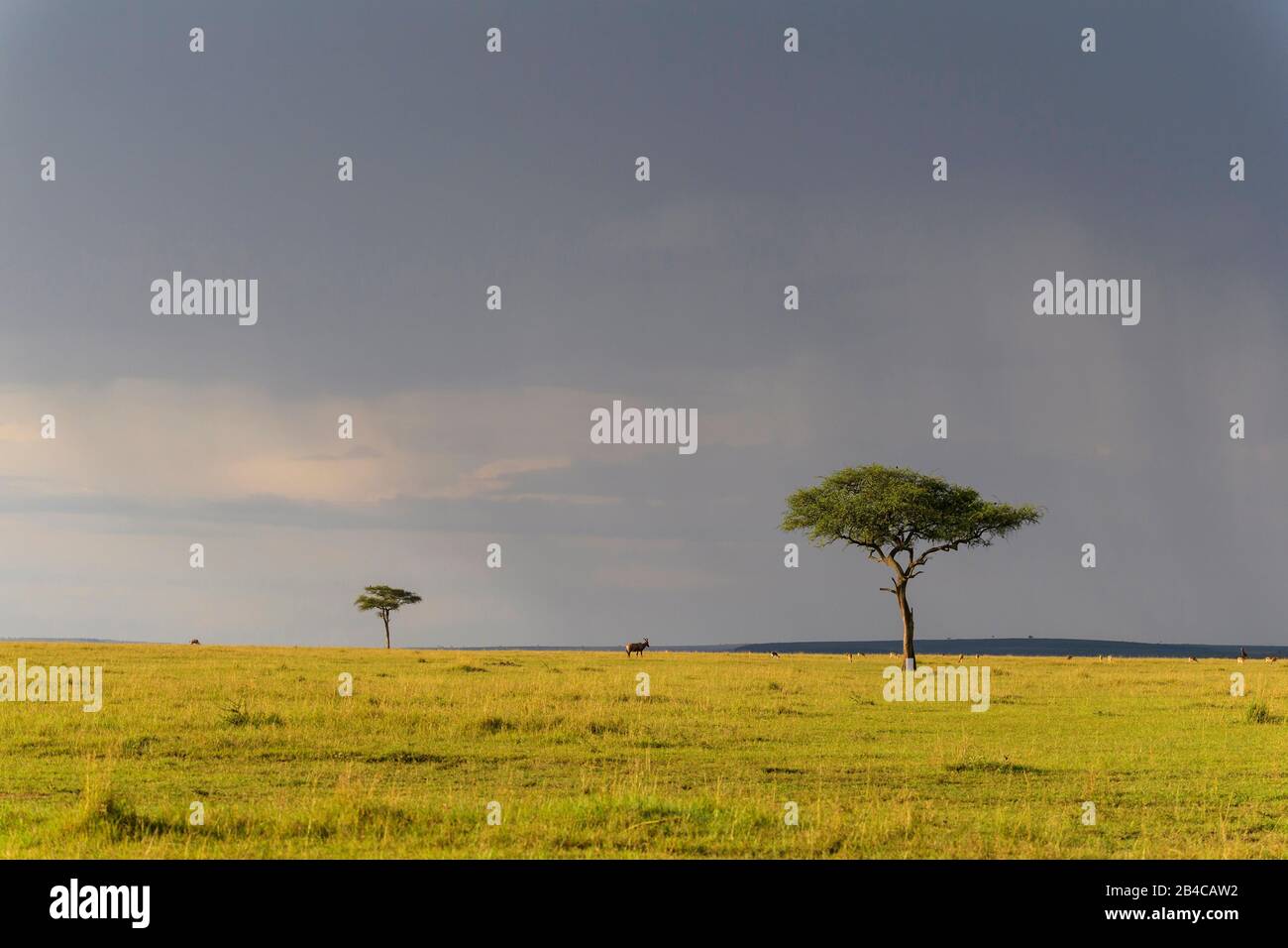 Typical masai mara landscape hi-res stock photography and images - Alamy