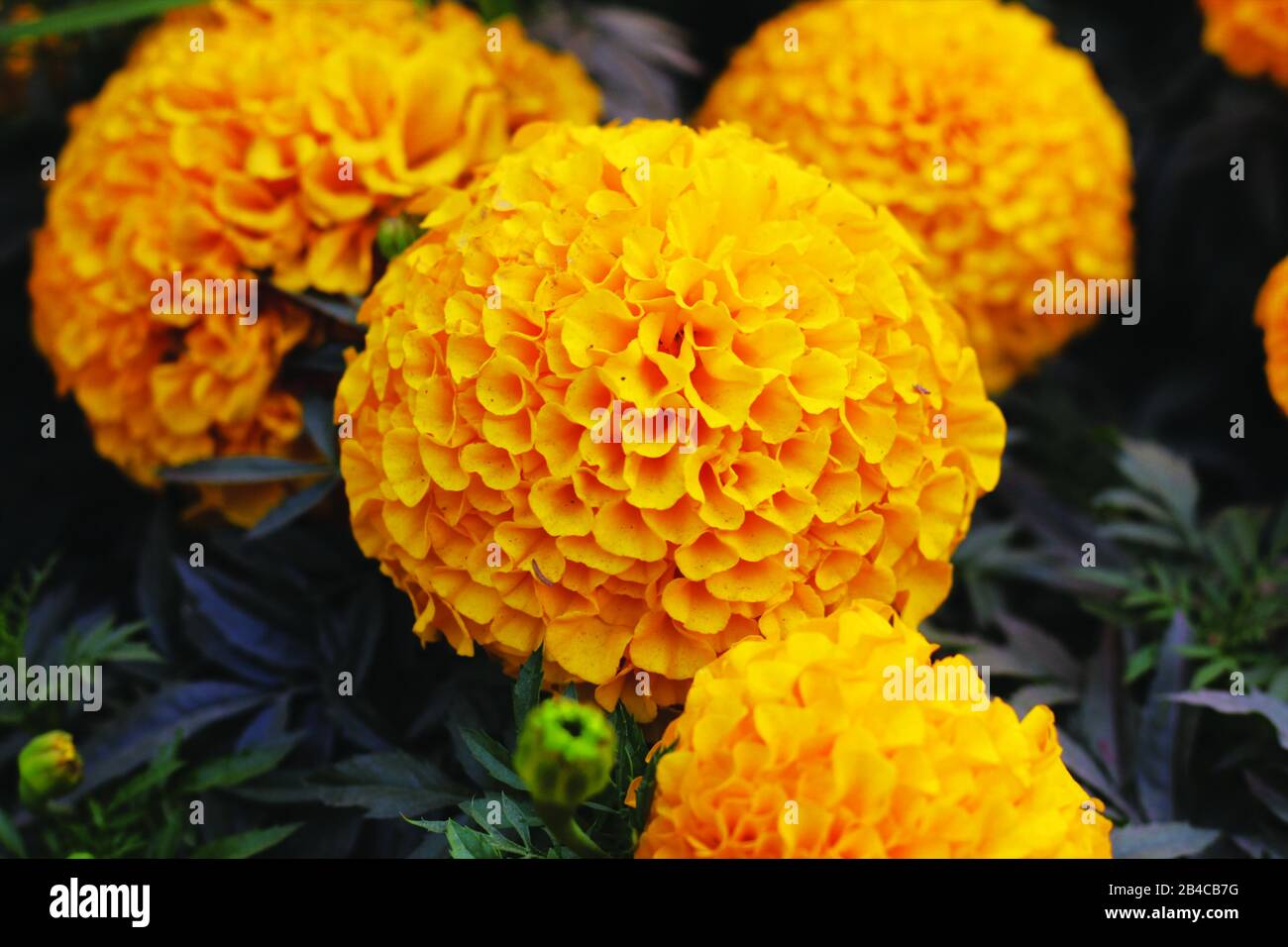 Beautiful Yellow Marigold Flower in The Garden Stock Photo