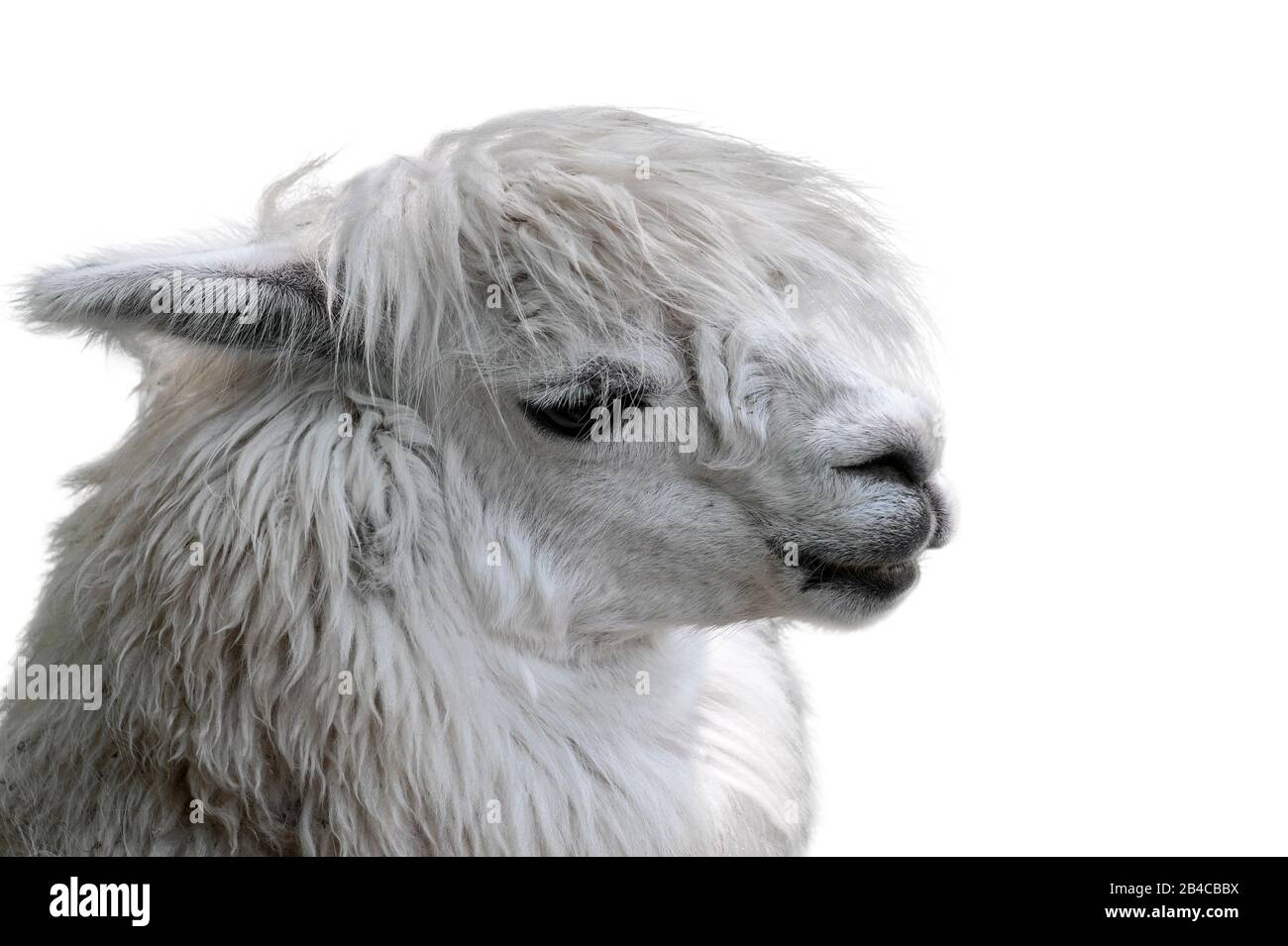 Alpaca (Vicugna pacos / Lama pacos) close up portrait, native to South America against white background Stock Photo