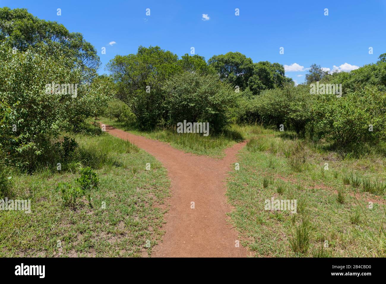 Forked, footpath in tourist camp, Masai Mara National Reserve, Kenya, Africa Stock Photo