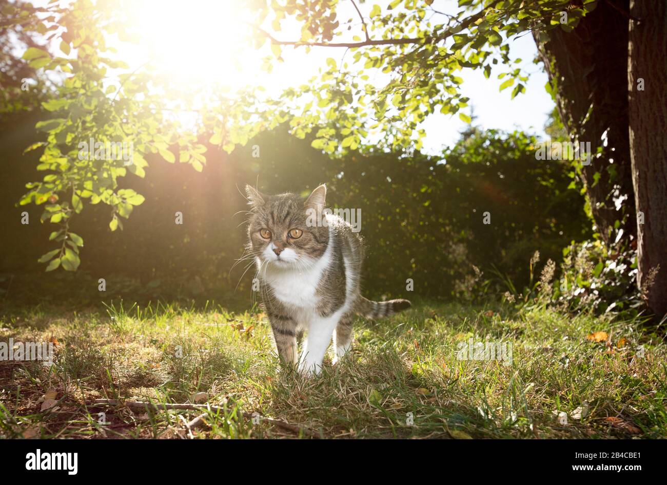 tabby white british shorthair cat outdoors on the move exploring nature right before sunset Stock Photo