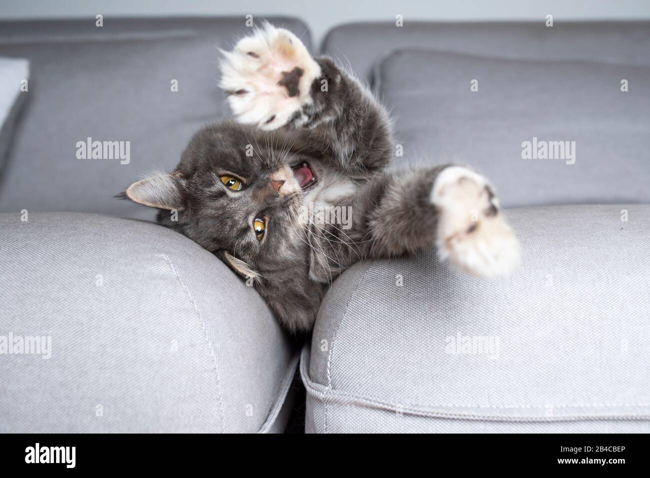 lazy young tired tabby maine coon cat lying in sofa gap yawning