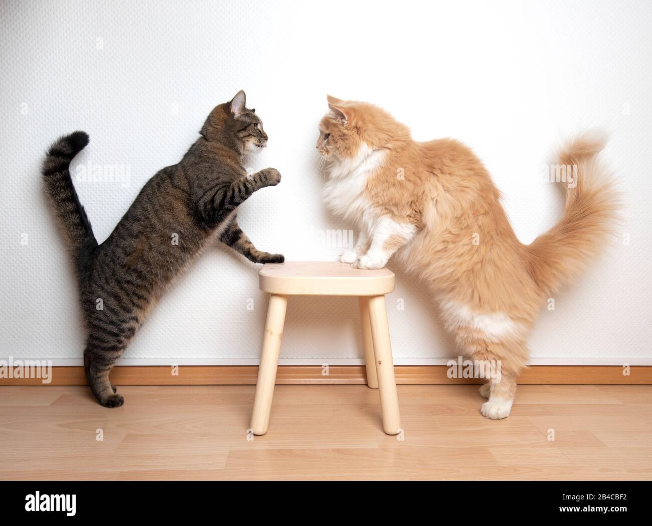 two cats armwrestling fight battle. side view of two cats facing each other  on a wooden stool in front of white wall. one cat is raising it's paw Stock  Photo - Alamy