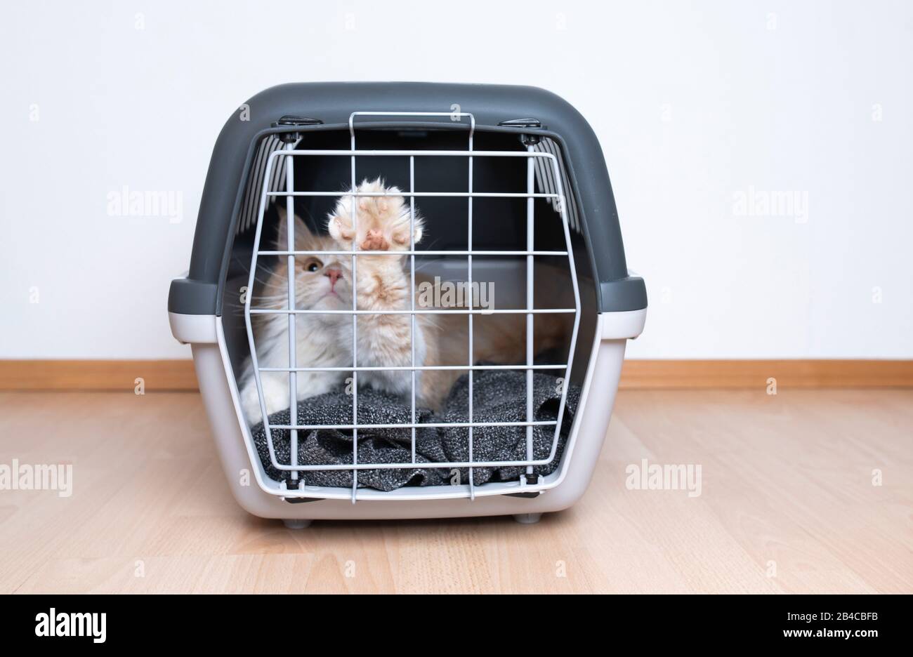 beige maine coon cat resting in pet carrier putting paw on lattice in