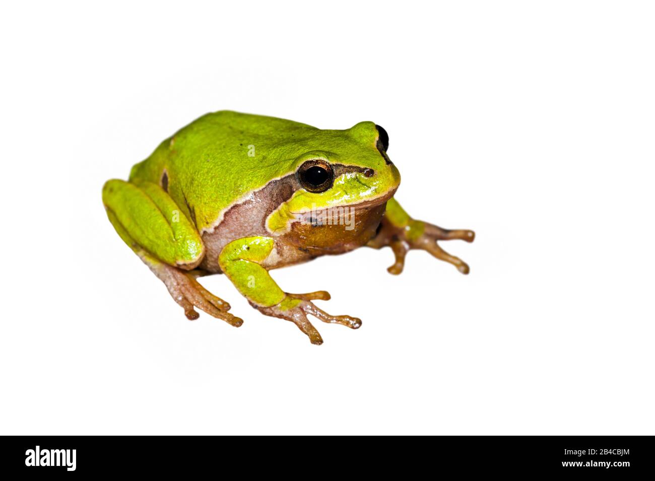 European tree frog (Hyla arborea / Rana arborea) against white background Stock Photo