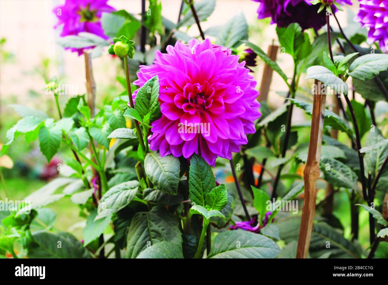 Beautiful Dahlia Flower in The Garden Stock Photo