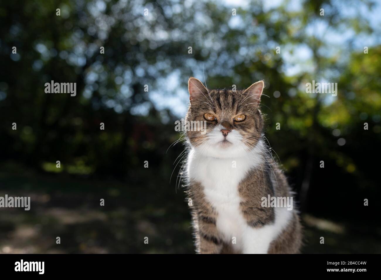 portrait of a curious tabby white british shorthair cat looking at ...