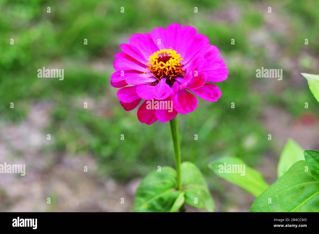 Beautiful Pink Flower in The Flower Garden Stock Photo