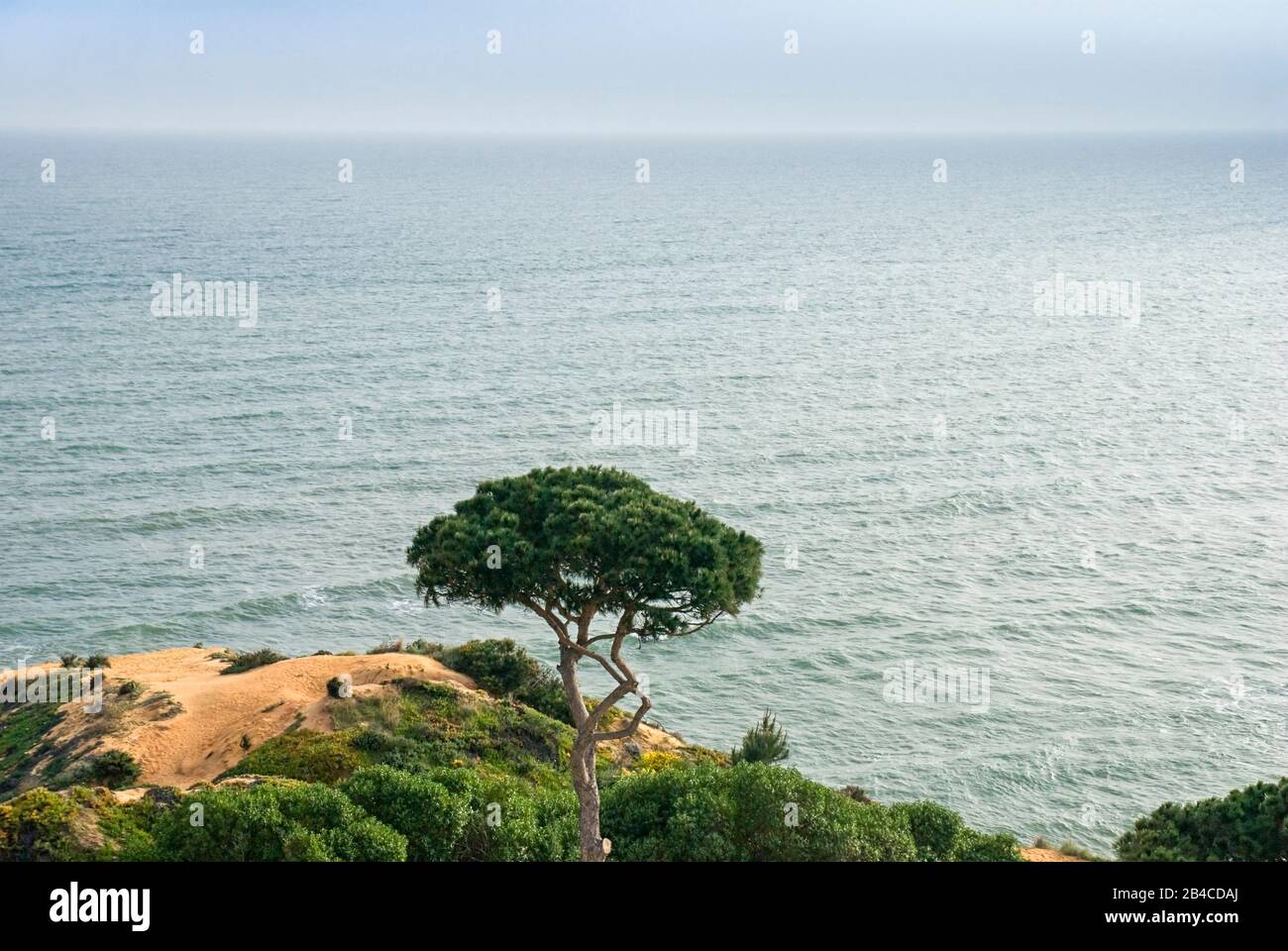 Pine tree portugal hires stock photography and images Alamy