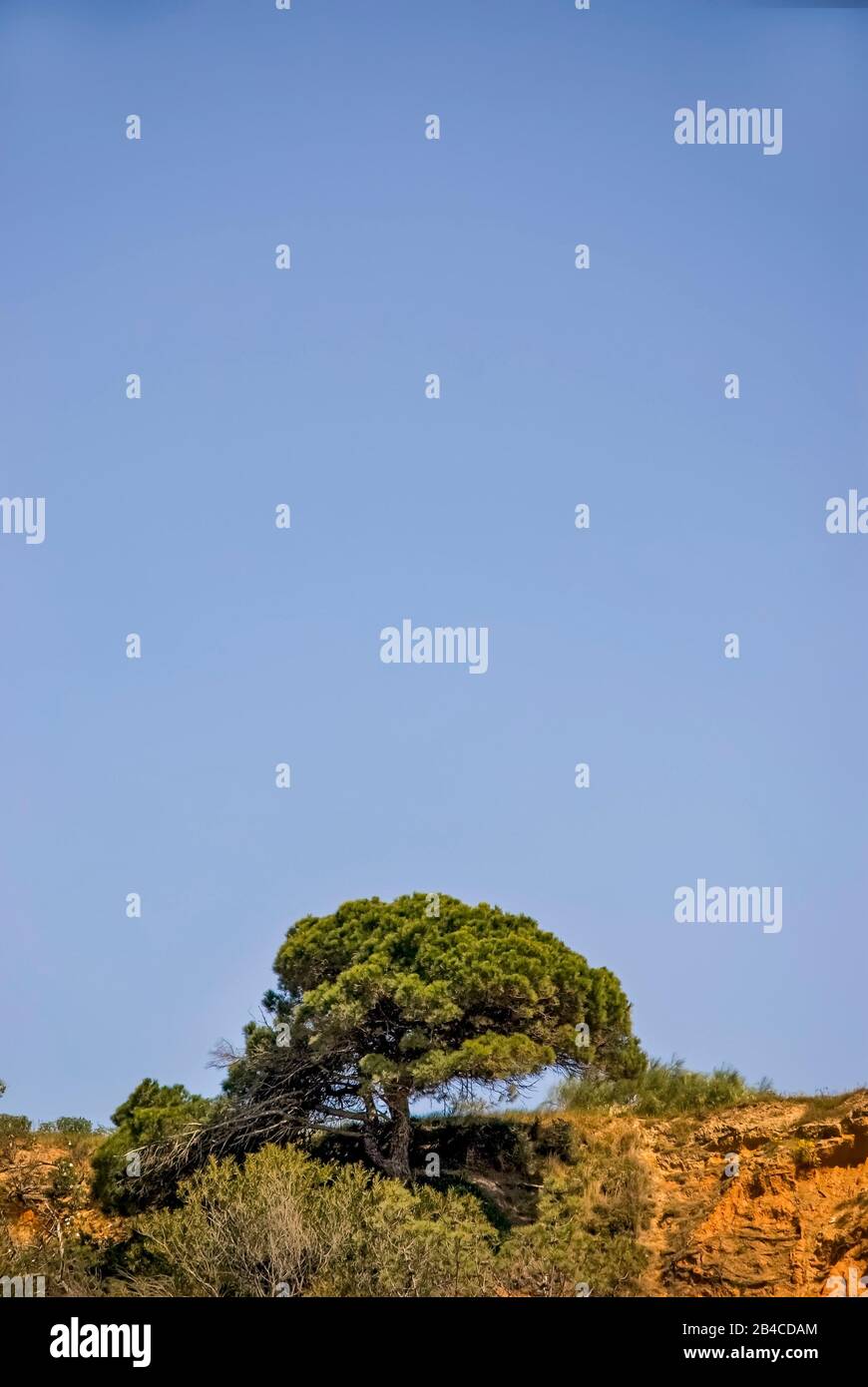 Blue sky and pine tree on a cliff the Portuguese Algarve coast with ...