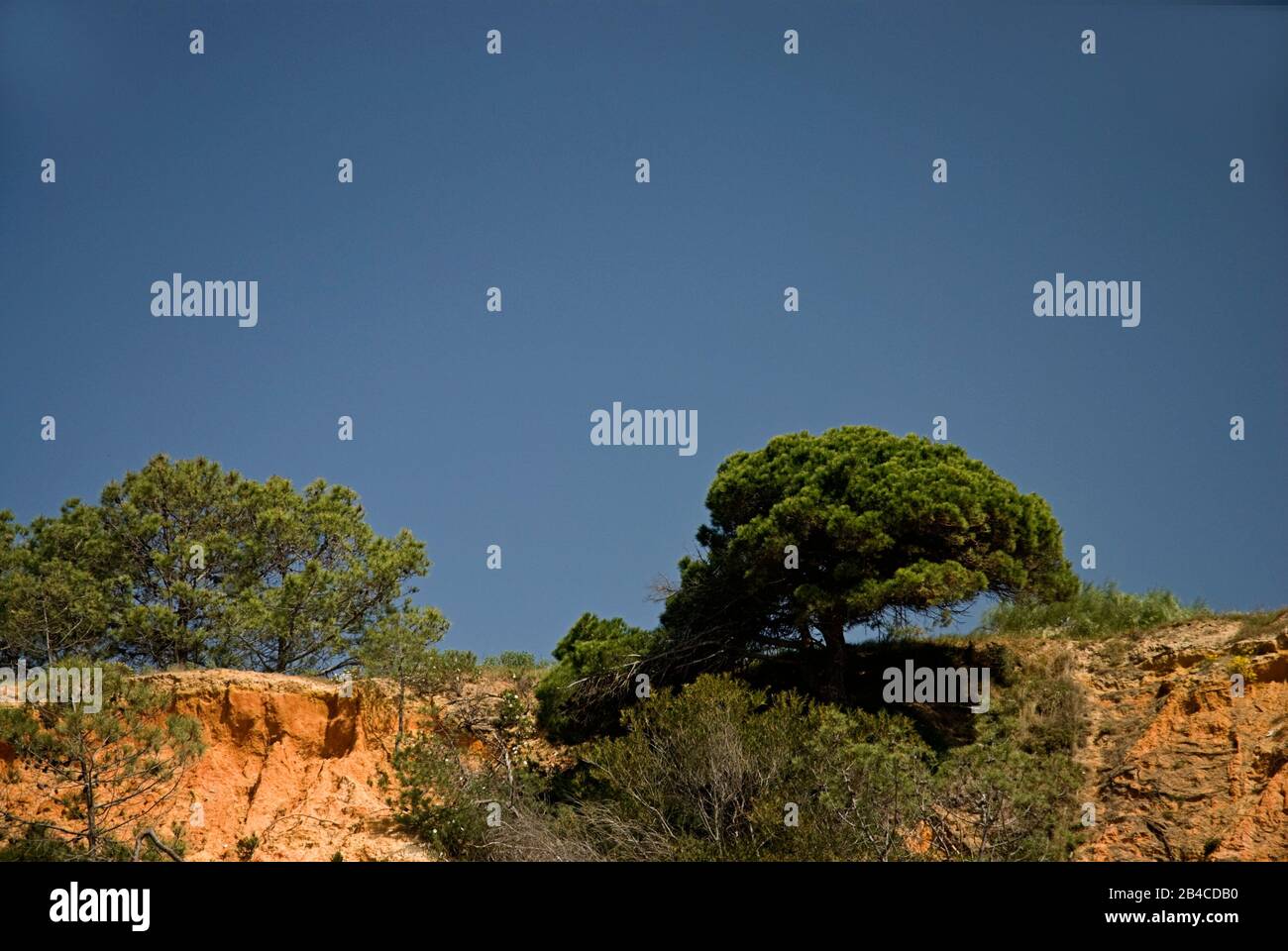 Blue sky and pine tree on a cliff the Portuguese Algarve coast with ...