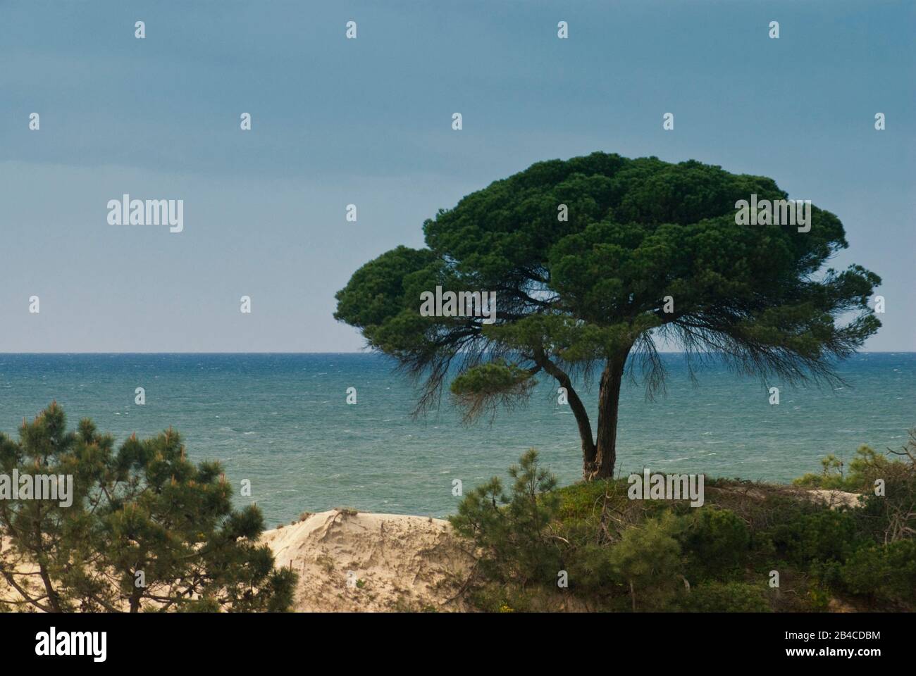Stunning sea view with a single pine tree on the Portuguese Algarve ...