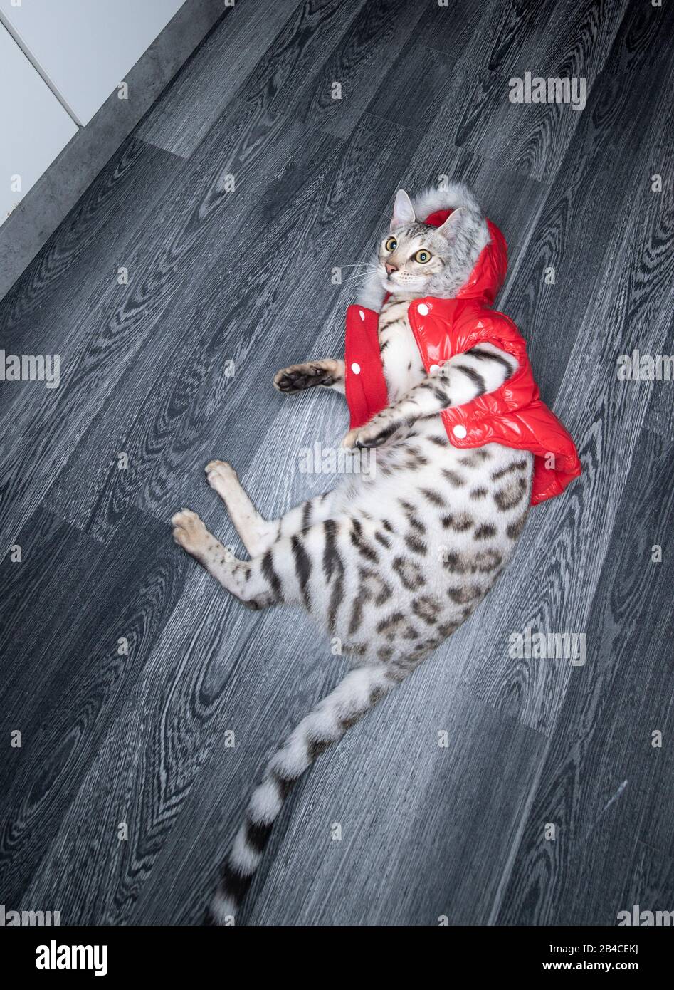 Cat wearing coat Stock Photo by ©willeecole 19448595