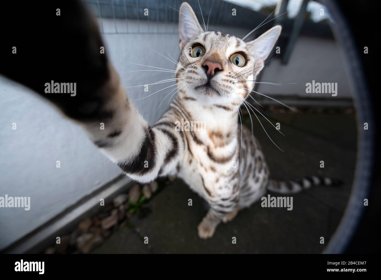 playful curious young black silver tabby rosetted  bengal cat raising paw reaching camera outdoors on balcony looking Stock Photo