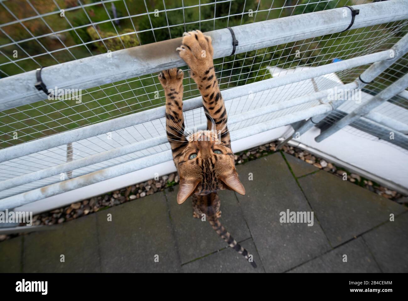 brown spotted tabby bengal cat outdoors on balcony with safety net climbing up railing Stock Photo