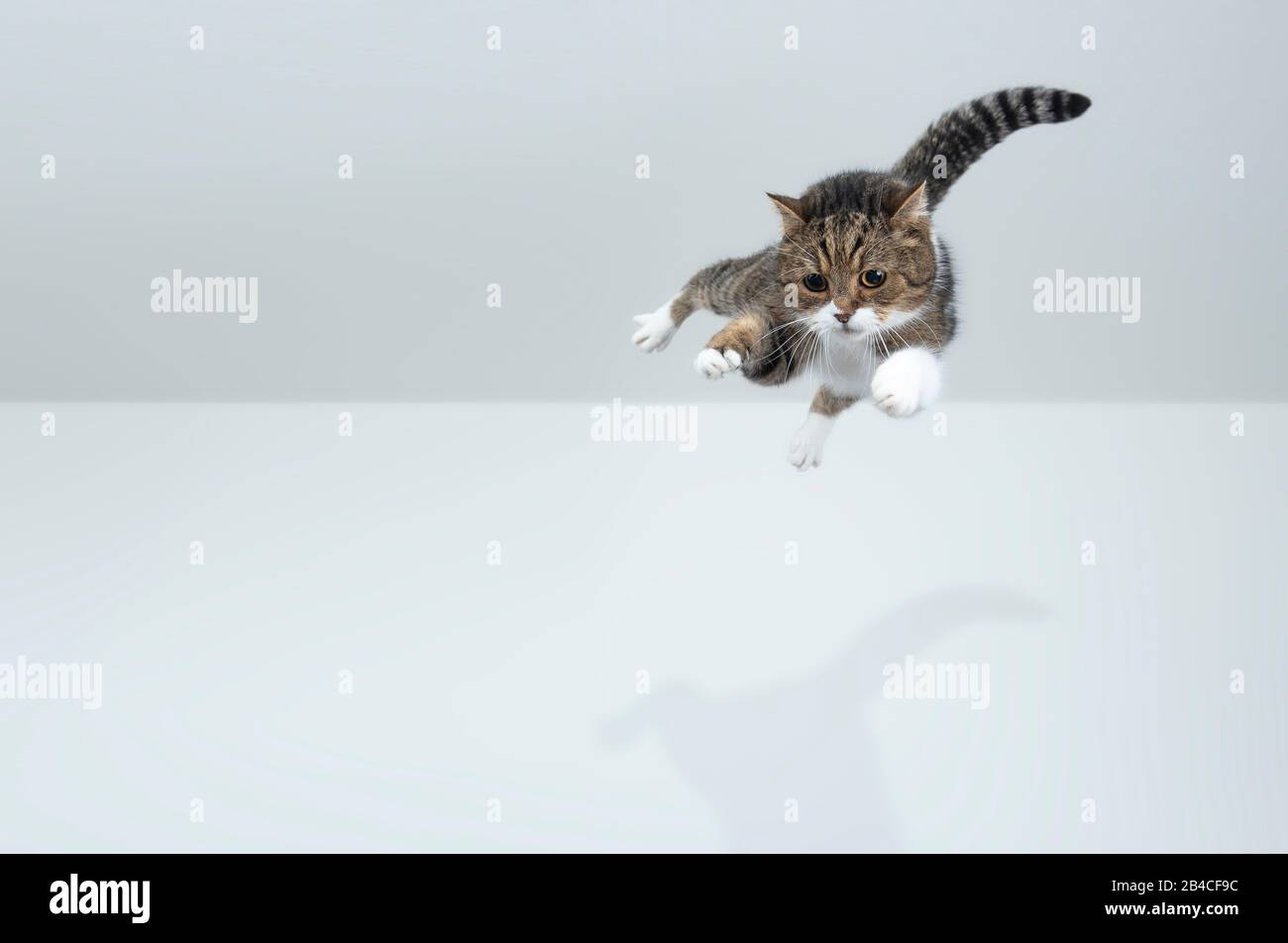 tabby white british shorthair cat jumping flying in front of white background with copy space Stock Photo