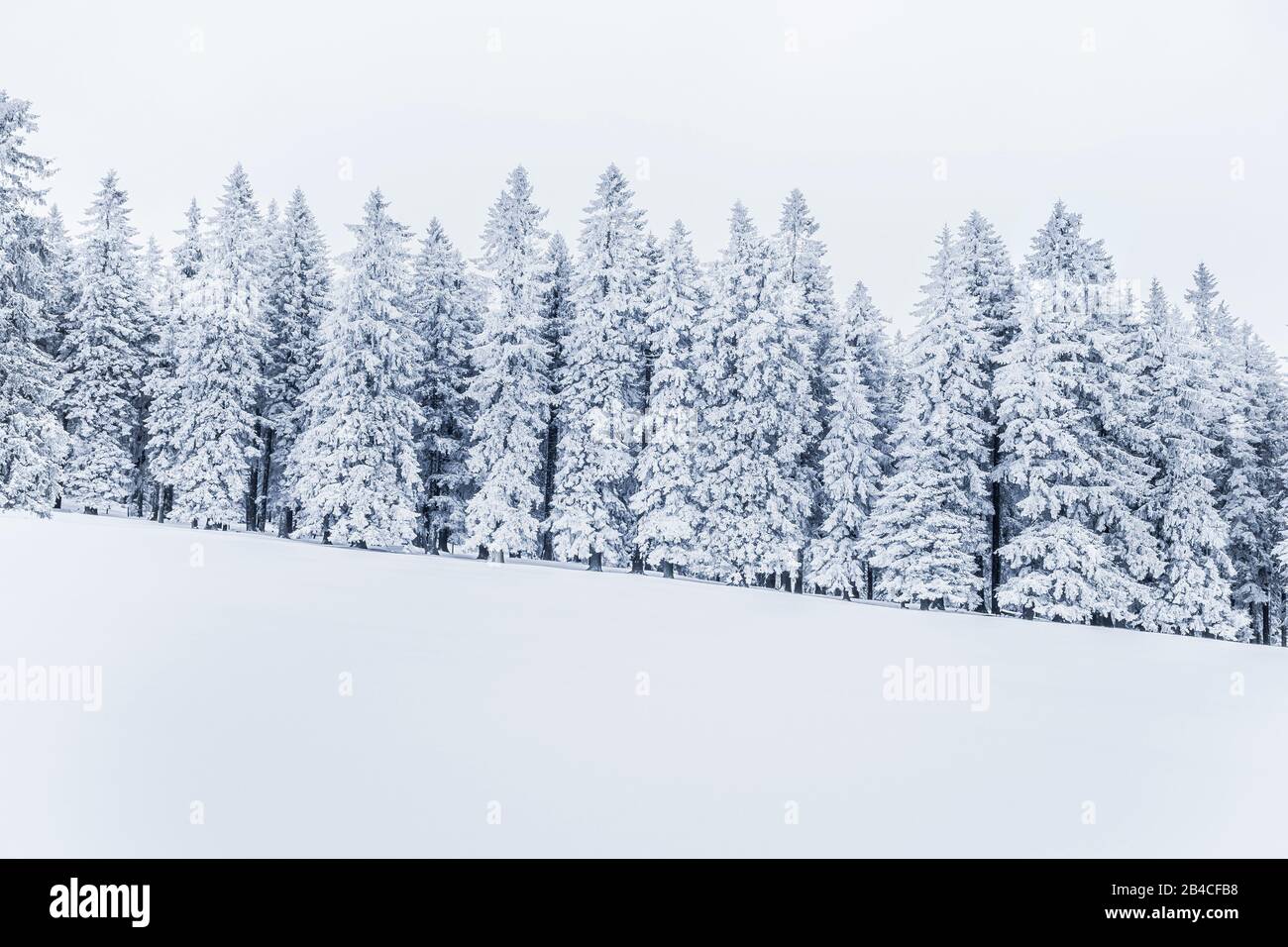 Snowy fir trees in winter Stock Photo
