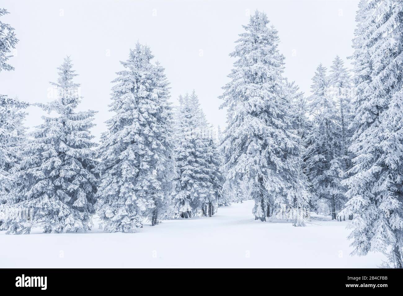 Snowy fir trees hi-res stock photography and images - Alamy