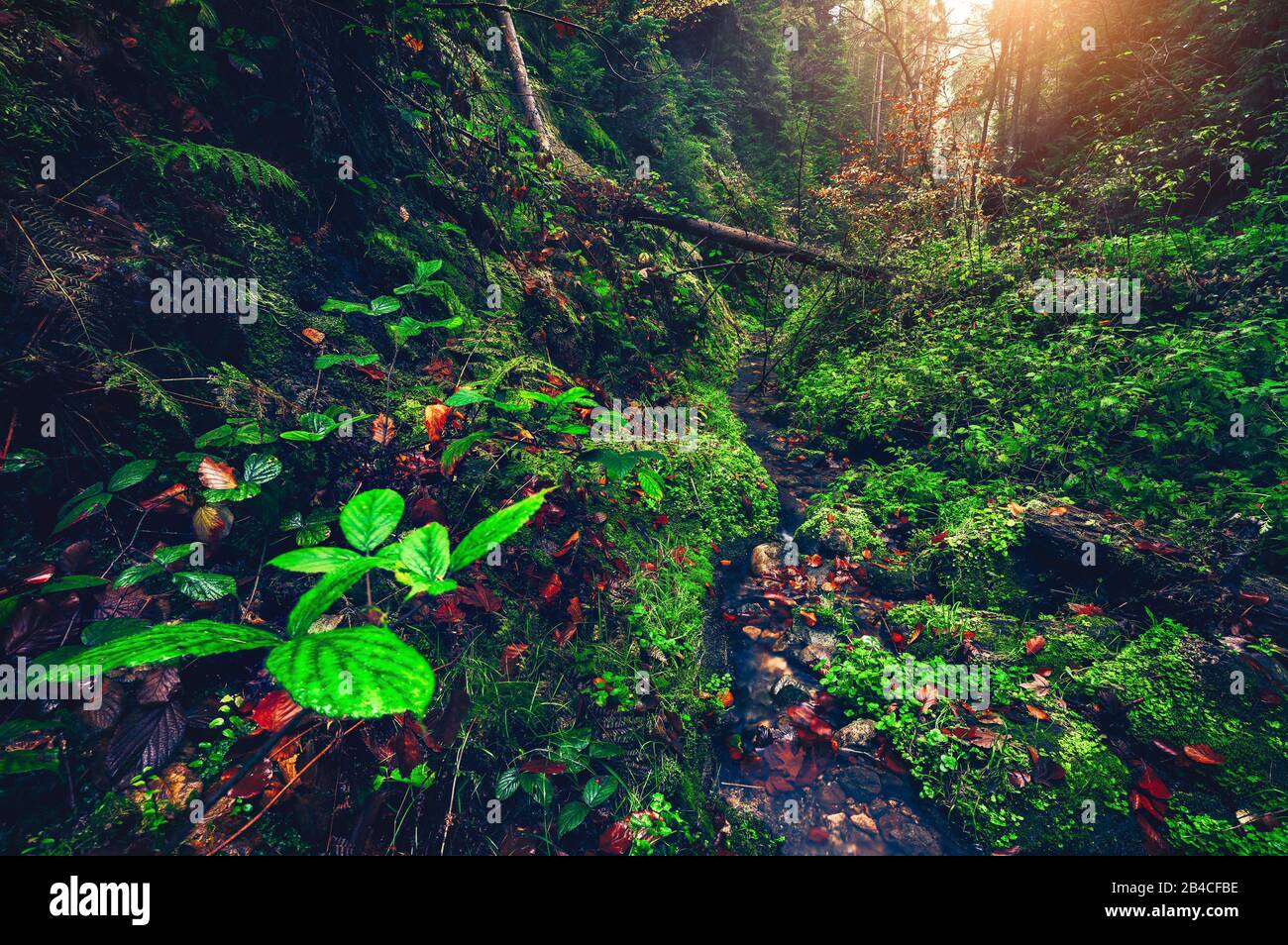 Mysterious Forest With A Small River In The Valley With Green Damp Foliage Trees Illuminated By The Soft Light Of The Golden Morning Stock Photo Alamy