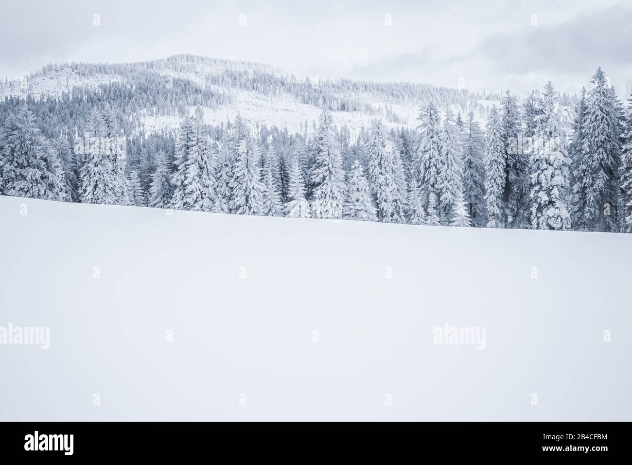 Snowy fir trees in winter Stock Photo