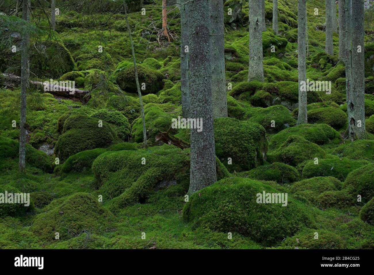 Sweden,Södermanland, Spruce forest with green moss Stock Photo - Alamy