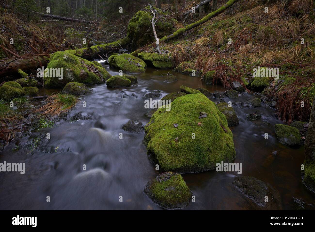 Sweden,södermanland,Tullinge,Forest creek with moss covered stones,autumn Stock Photo