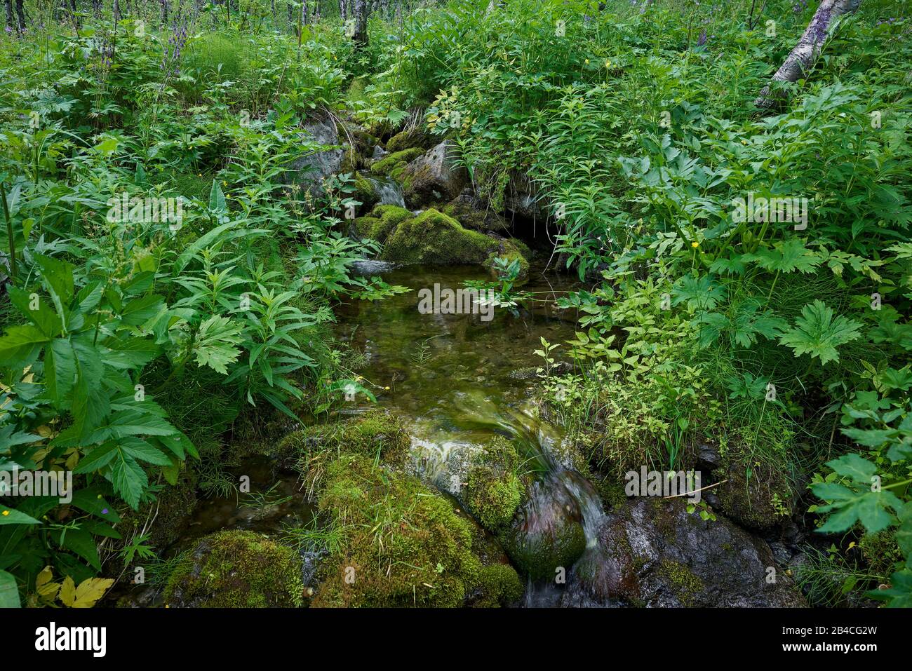 Sweden,Lapland,Sarek national park, Rapaätno valley, Small creek with herbs and flowers Stock Photo