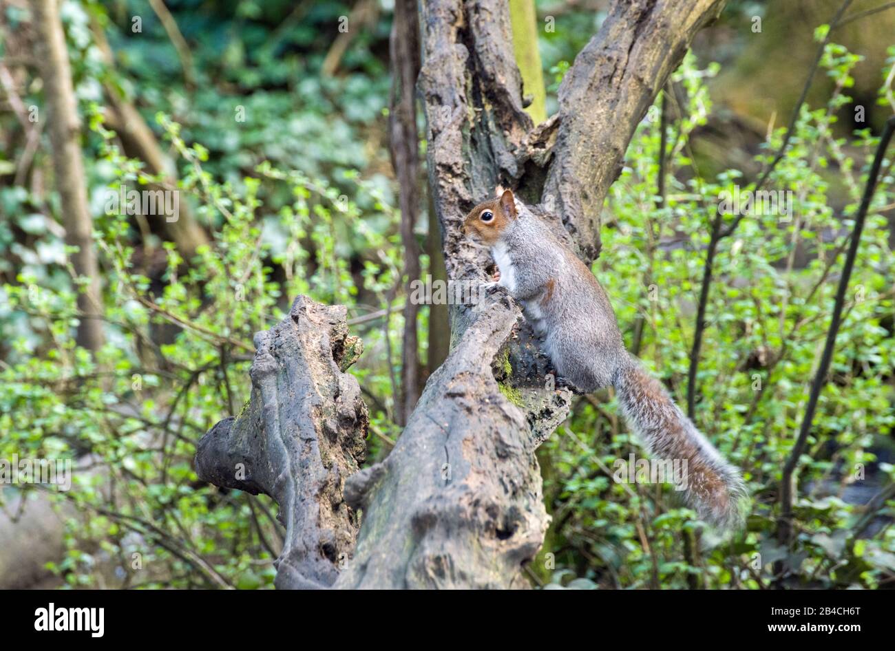Grey Squirrel in a woodland park at Cosmeston Lakes near Penarth on the South Wales coast area, UK Stock Photo