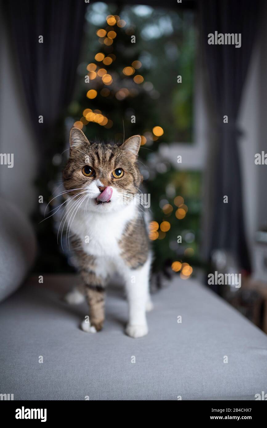 portrait of a cute tabby white british shorthair cat sitting on couch ...