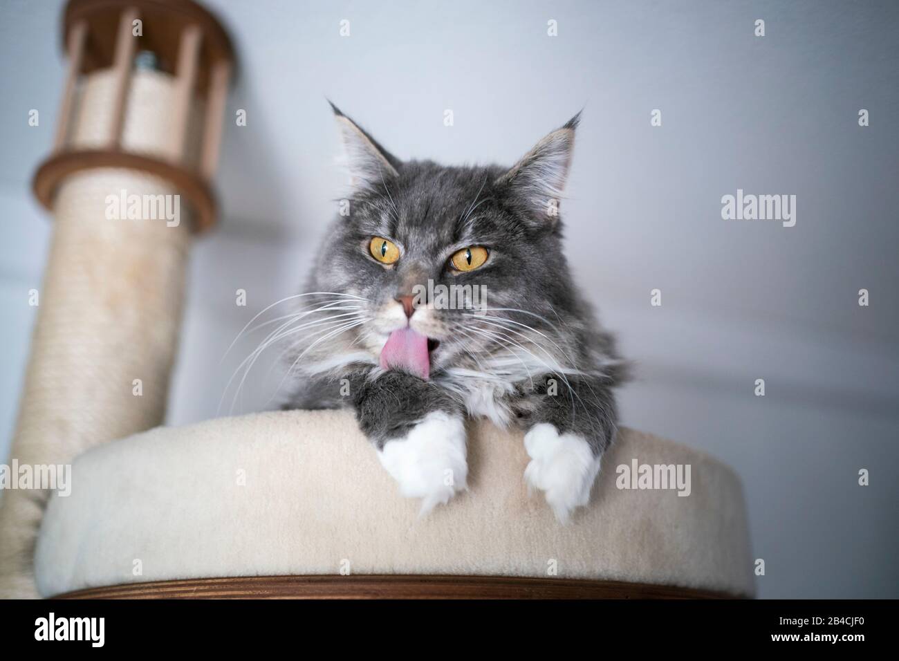 cute blue tabby maine coon cat with white paws grooming on scratching
