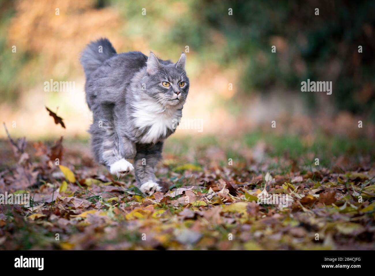 blue tabby maine coon cat running fast on grass covered with autumn
