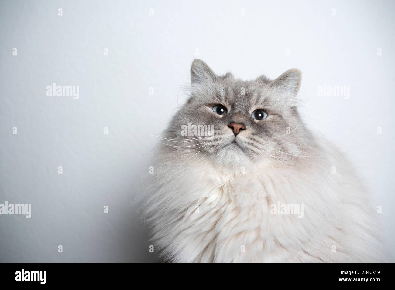 ragdoll blue tabby