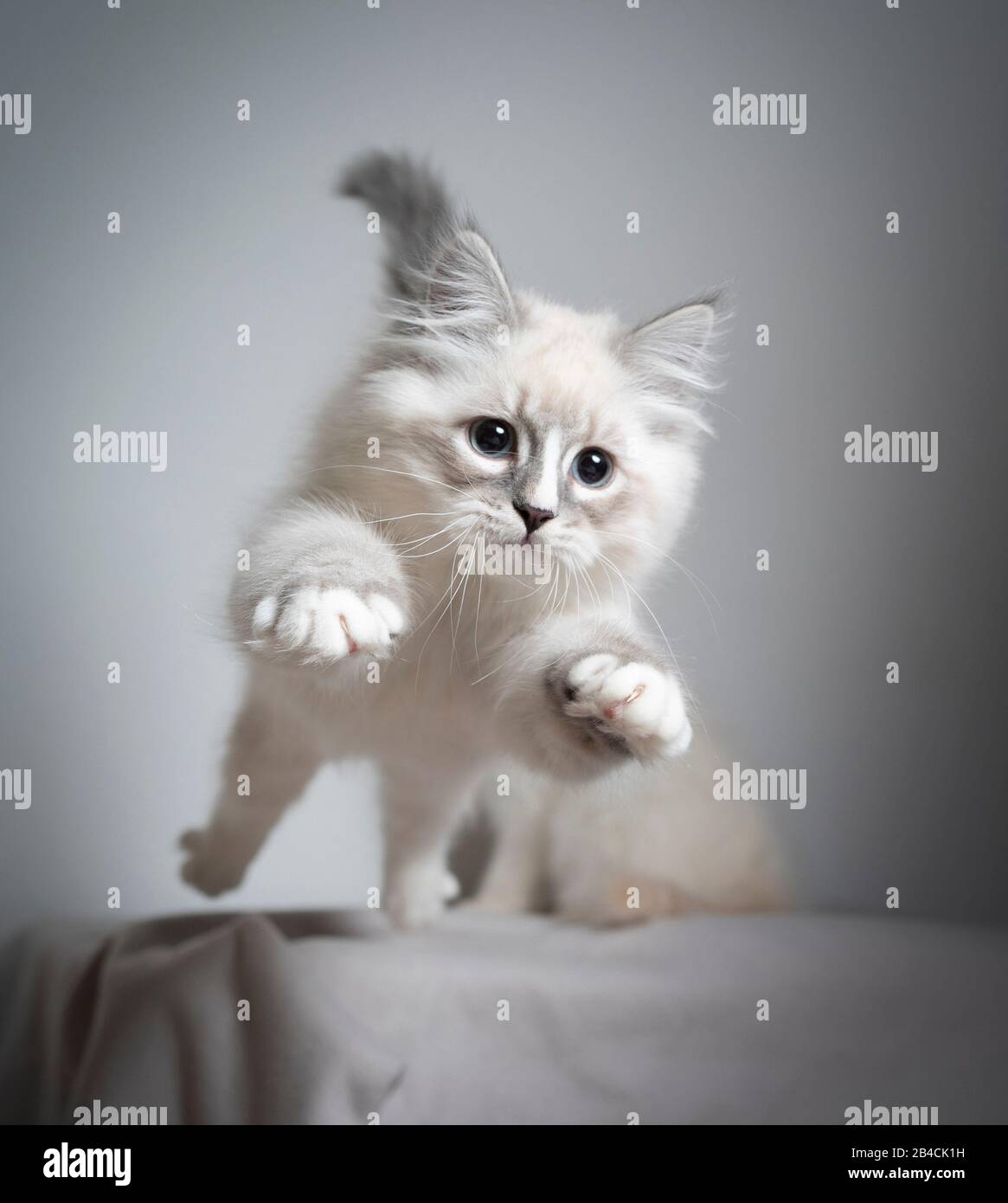 cute playful blue silver tabby point white ragdoll kitten jumping ...