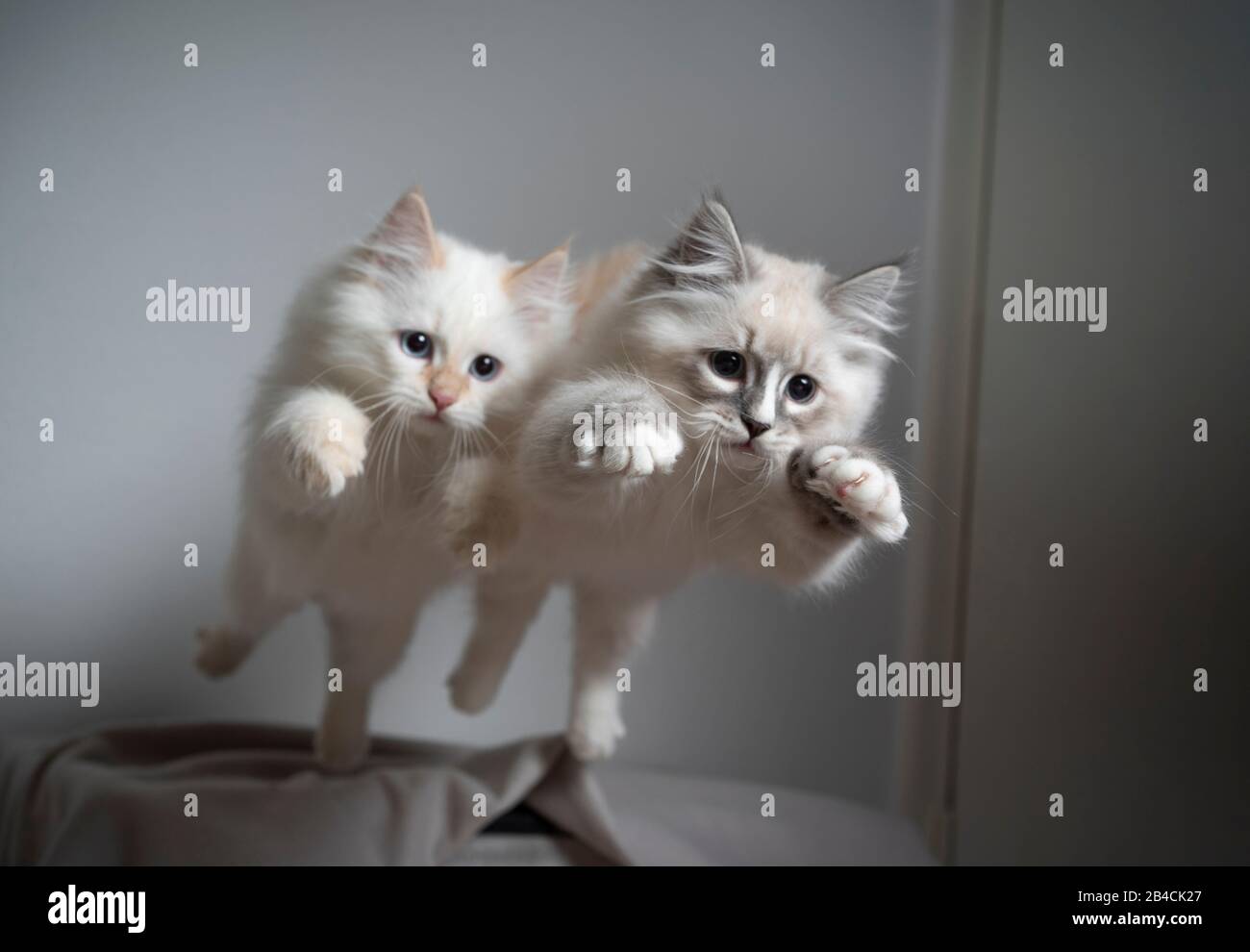 Kittens Playing Together High Resolution Stock Photography and Images