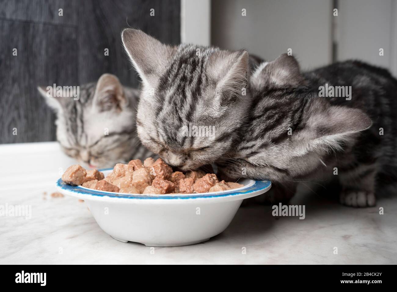 three hungry silver tabby british shorthair cats eating wet pet food from the same feeding dish Stock Photo