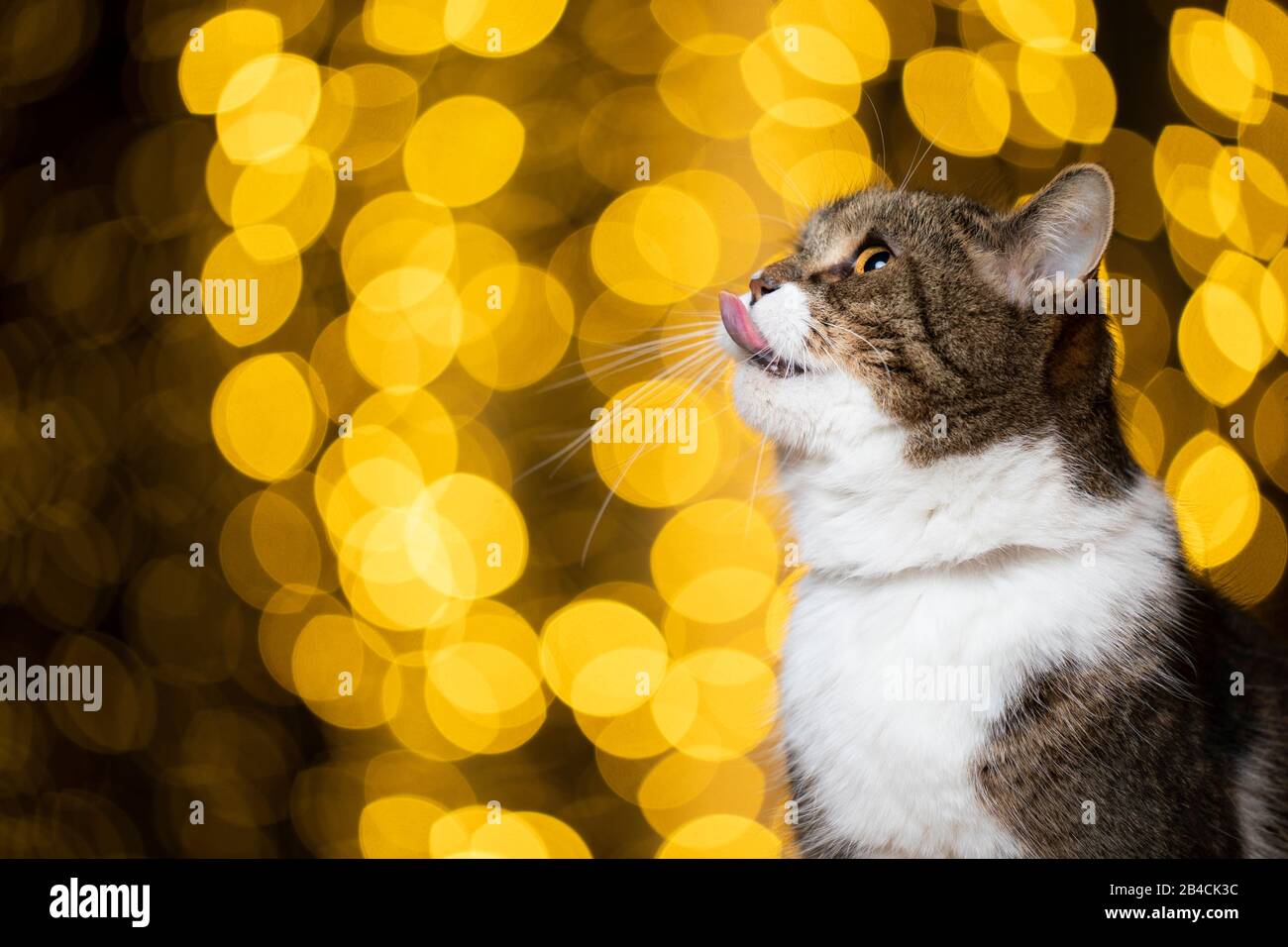 christmas bokeh lights portrait of a cute tabby white british shorthair cat looking up licking over lips in front of golden bokeh lights background Stock Photo
