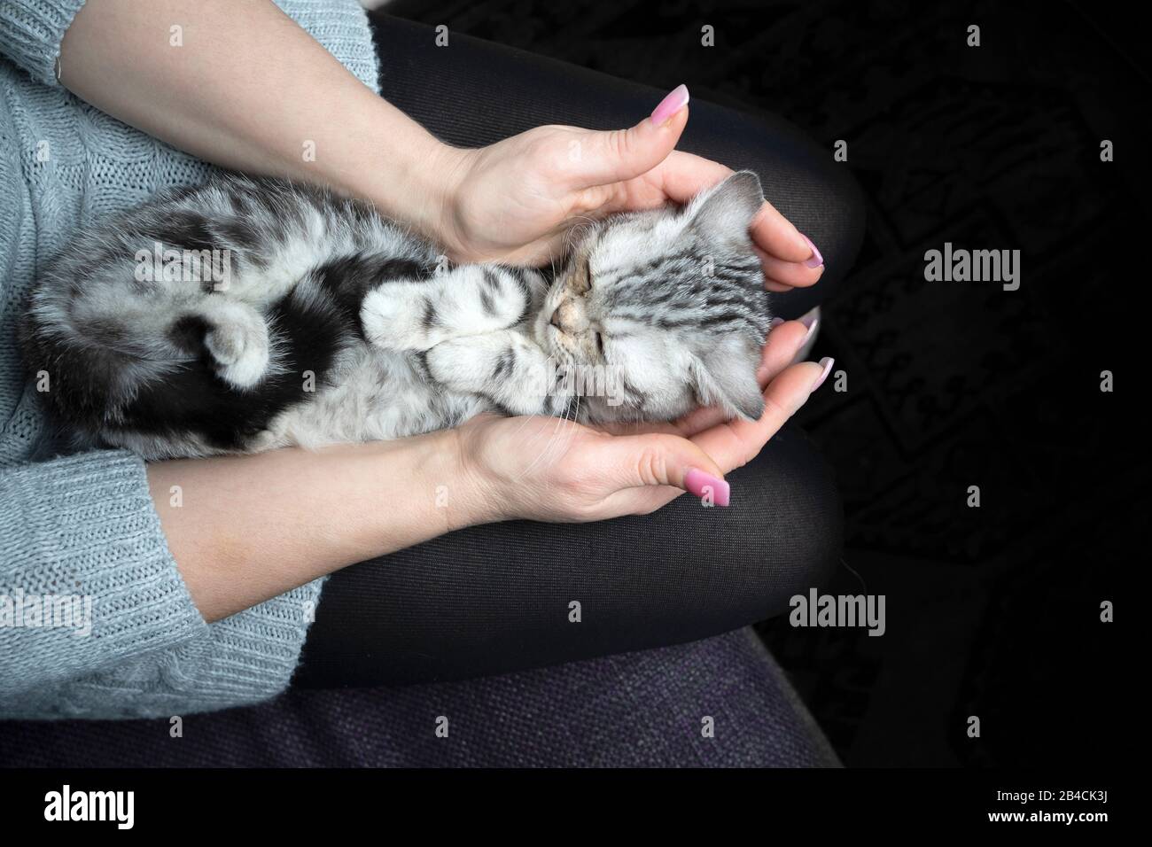 tired silver tabby british shorthair kitten lying on womans lap sleeping Stock Photo