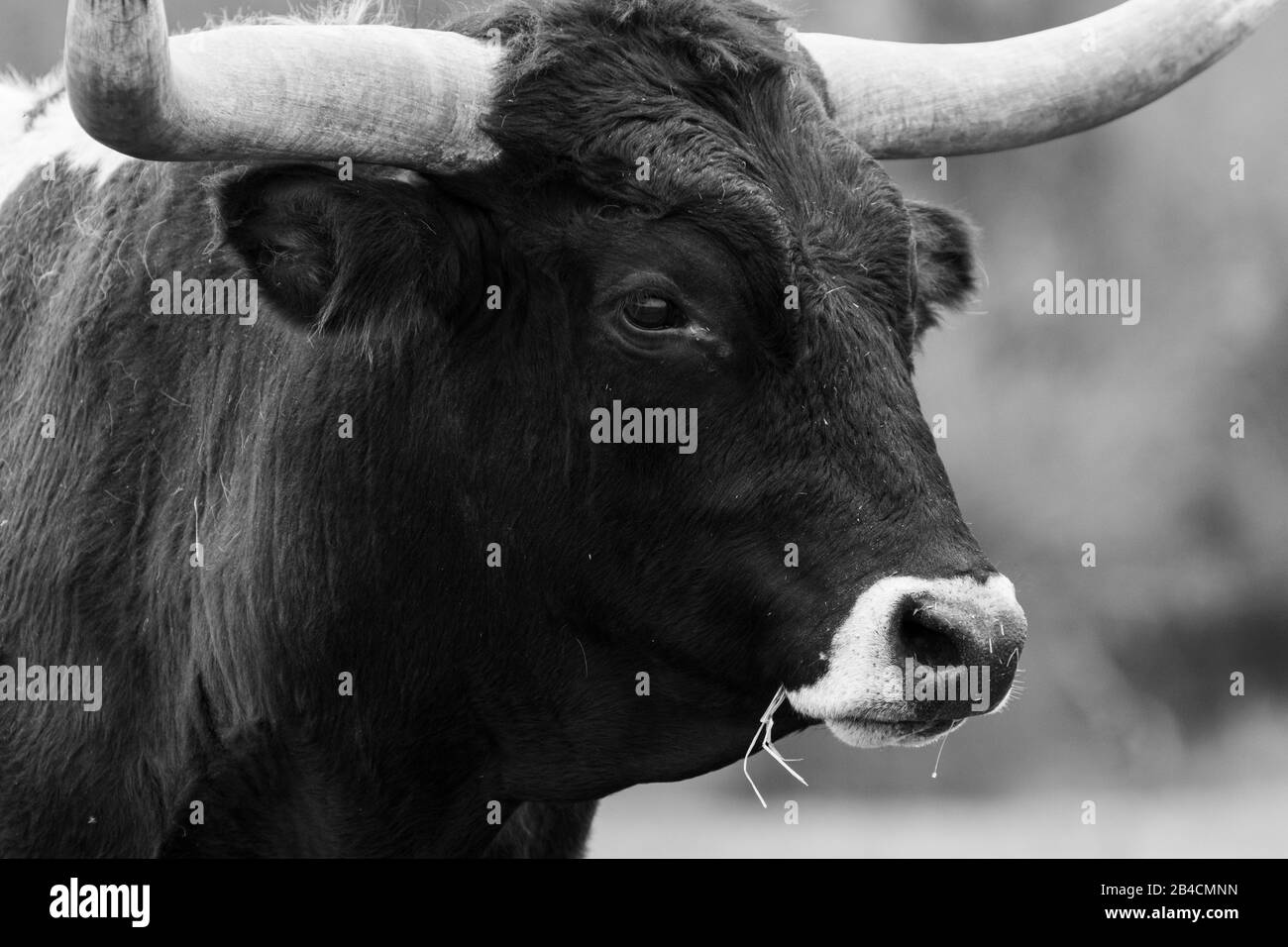 Closeup portrait of the head and face of a large, black Longhorn bull with a white muzzle and a tuft of orange hair on the top of his head and in his Stock Photo