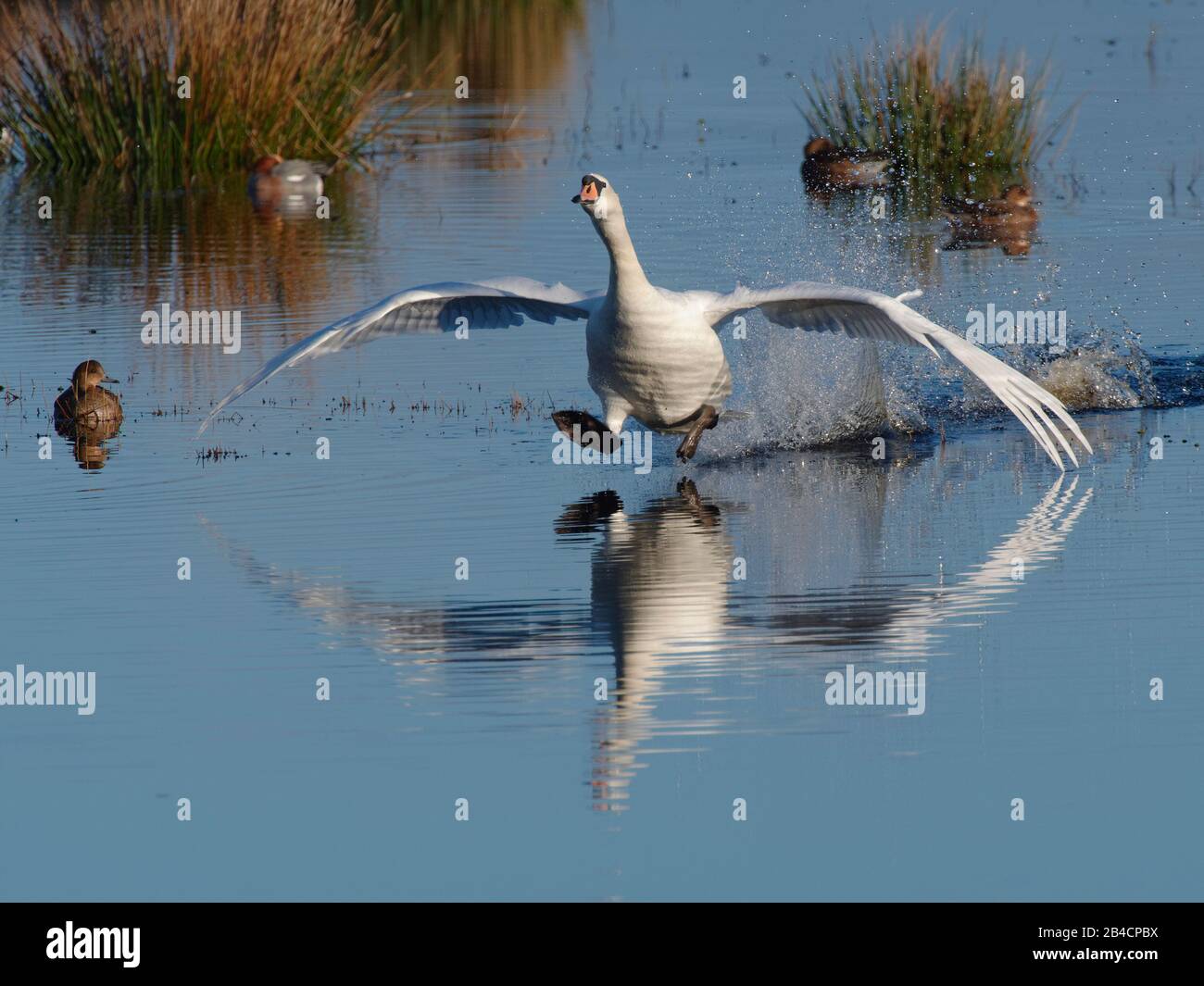 Catcott National Nature Reserve High Resolution Stock Photography and ...